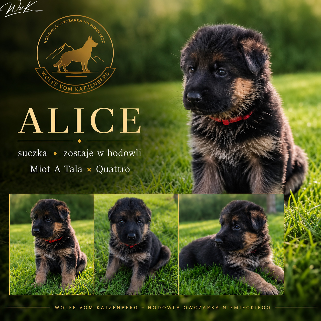 Alice