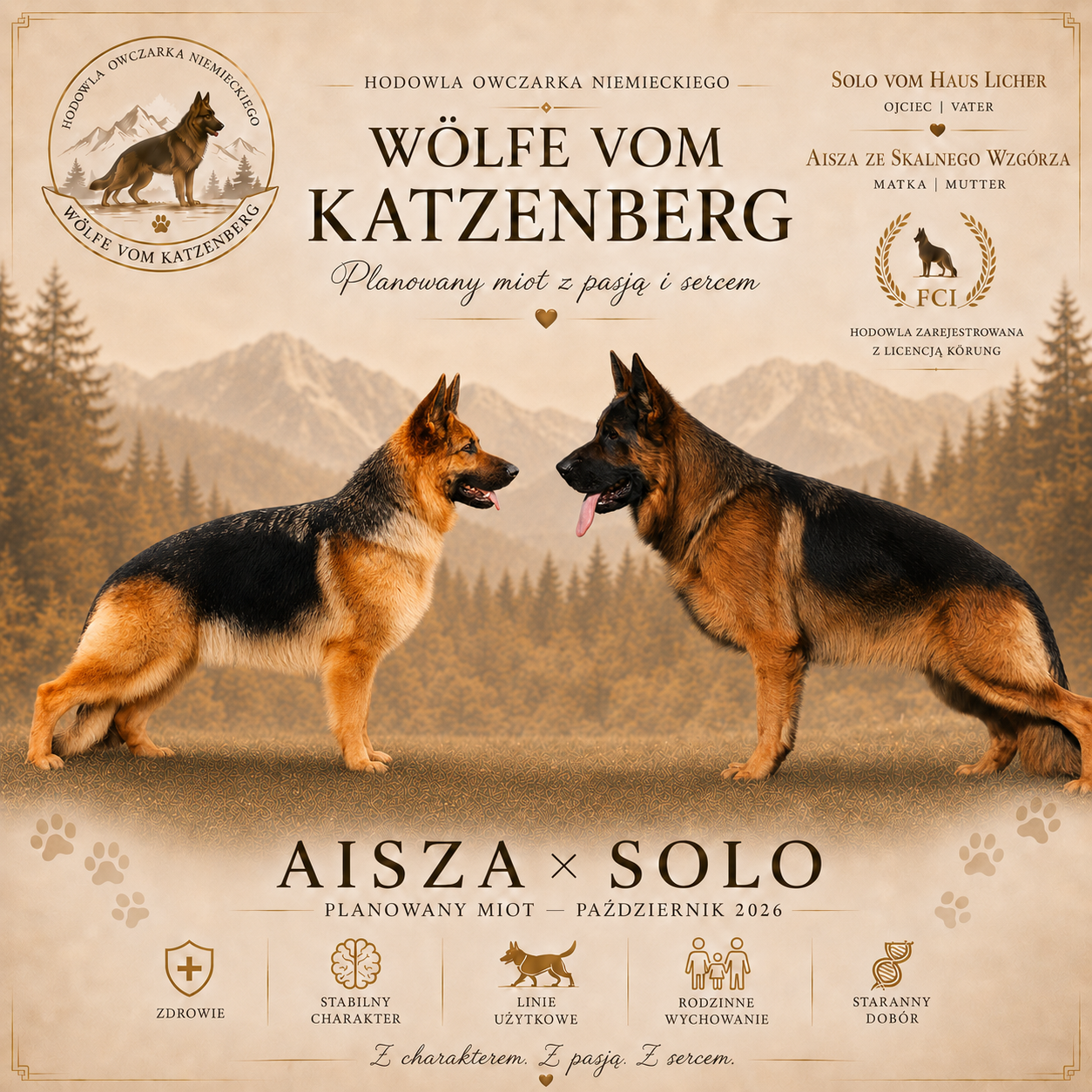 Planowany miot owczarka niemieckiego Aisza ze Skalnego Wzgórza i Solo vom Haus Licher w hodowli Wolfe vom Katzenberg FCI