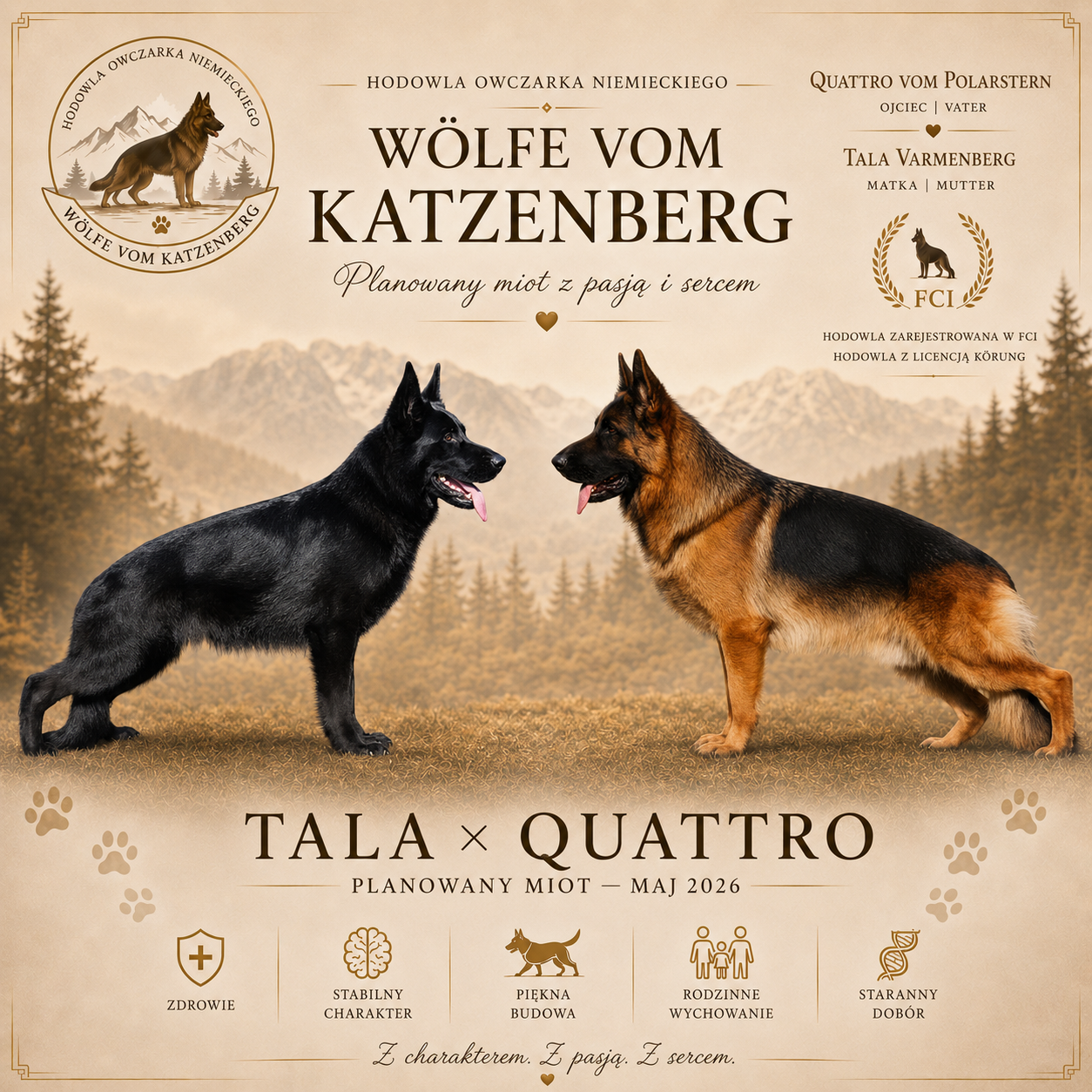 Szczenięta owczarka niemieckiego po Tali Varmenberg i Quattro vom Polarstern w hodowli Wolfe vom Katzenberg FCI
