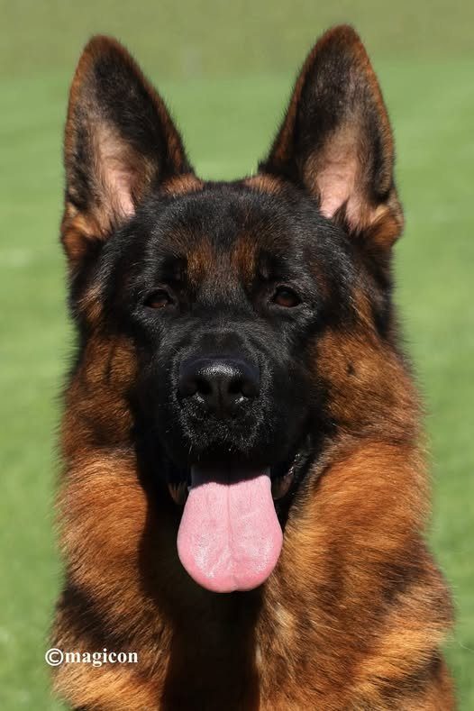 SAM VON DAKOTA